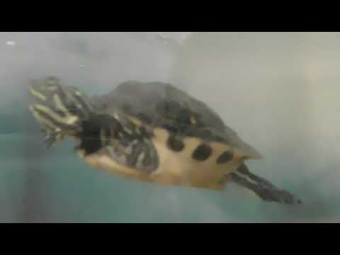 Video: Jedia ryby korytnačky?