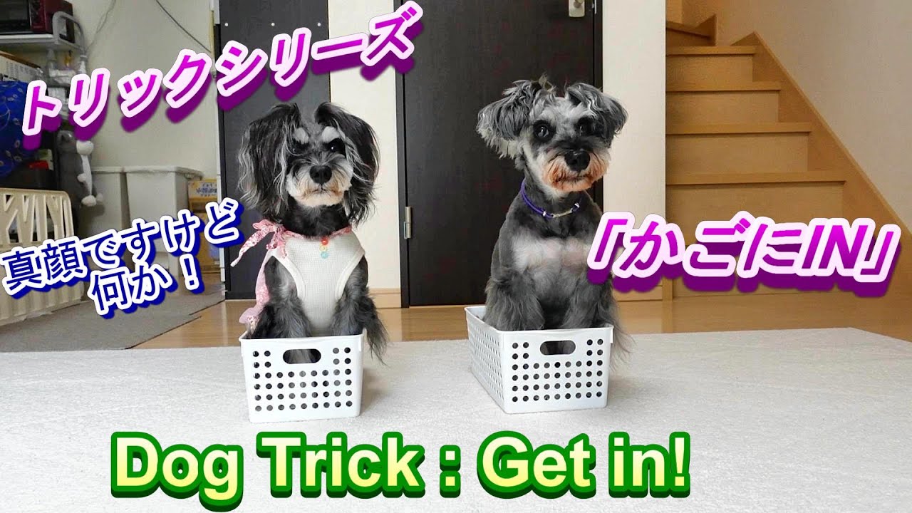 ENG SUB] Dog trick : Get in! ドッグトリック「かごにIN」[しつけ