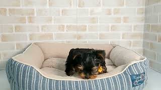 746841 ヨークシャーテリア - YouTube