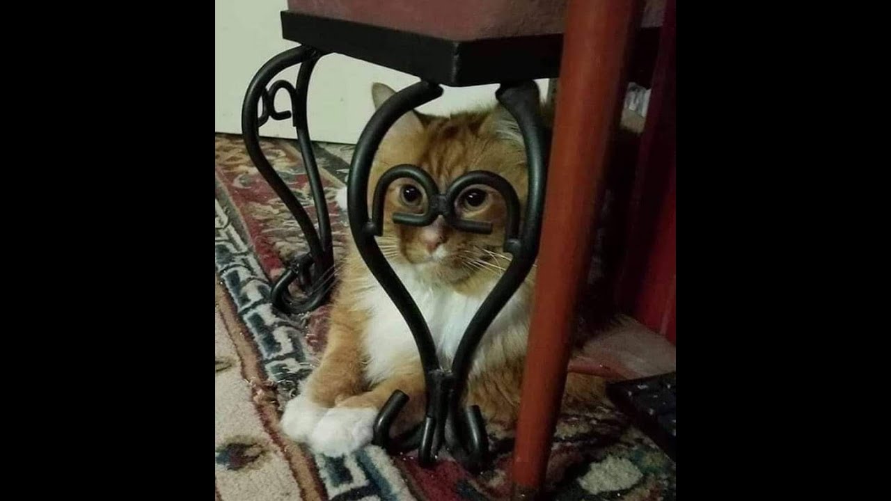 😺 Коты всё контролируют! 🐈 Видео смешных кошек и котят для хорошего настроения! 😻