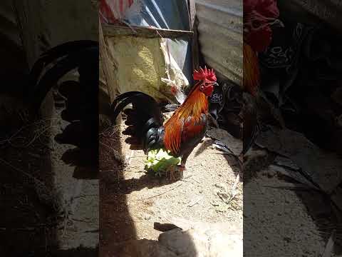 #chicken #hen #rooster #manok #jlcbackyard #youtubeshorts #shorts #breeder #backyardpoultryfarming
