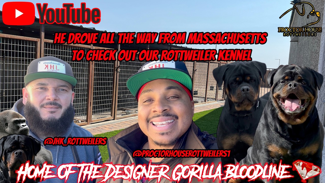 降谷・KJ着　ROTTWEILER WOLFPACK Coaches M JHK Rottweilers Checks Out Our Rottweiler Kennel Lineup - YouTube