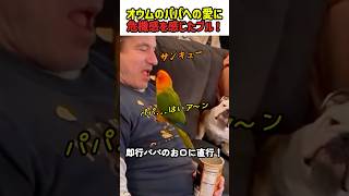 【衝撃の笑劇】オウムのパパへの愛に危機感を感じたブル！　#いぬ #犬 #ワンコ #犬動画 #犬のいる暮らし #カワイイ #かわいい #shorts #面白い #面白動画 #ブルドッグ