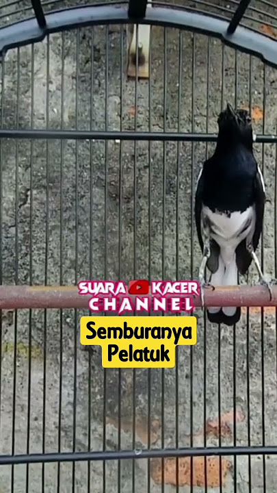 semburan pelatuk beras-pancingan suara kacer