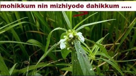 mohikkum nil mizhiyode