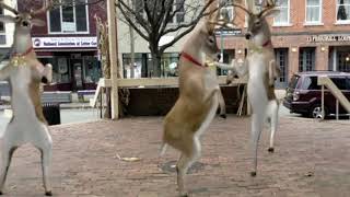 PEEKSKILL TODAY REINDEER DANCERS - Get Down for the Holidays