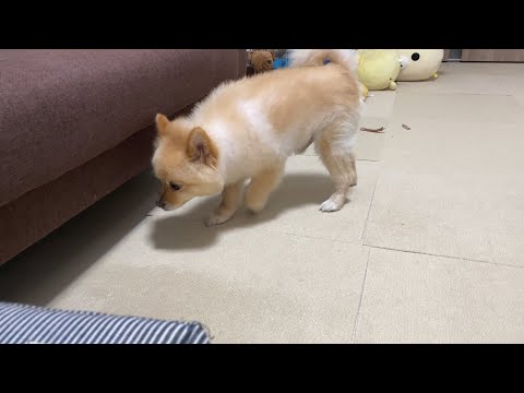 ソファーの下に「おやつ」が転がり込んだと思って必死に探した結果…笑
