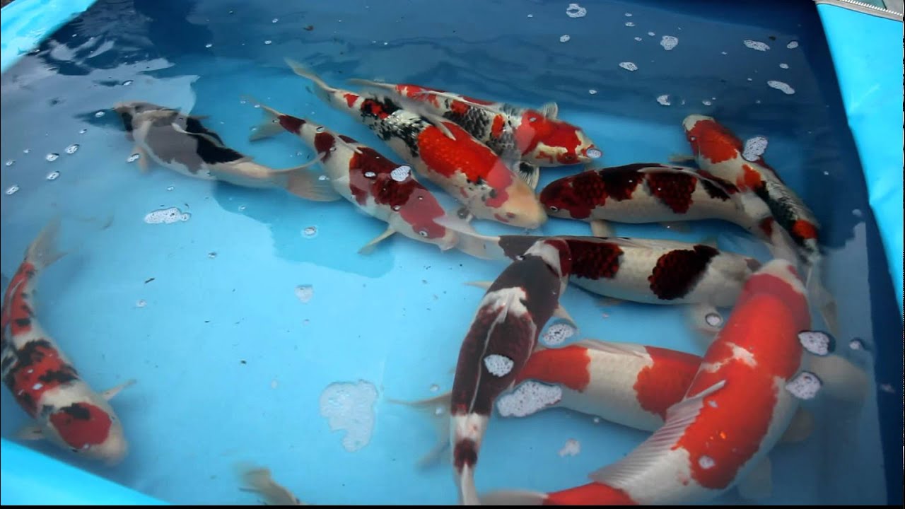 Takatatsu Koi Farm 4 sai Harvest Koibito Japan 2 - YouTube