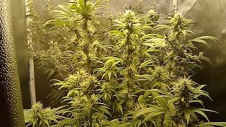 SF1000 quantum board led & 2'x2'x5' tent flower update