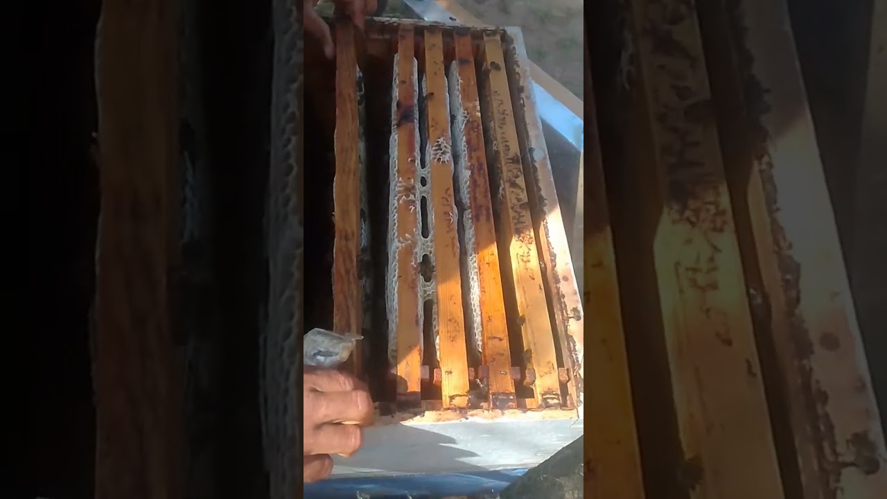 كيفية جمع العسل للمبتدئين خطوات واضحة لتجربة أولى ناجحة  #اكسبلور #تربية_النحل#جمع_العسل#نصائح