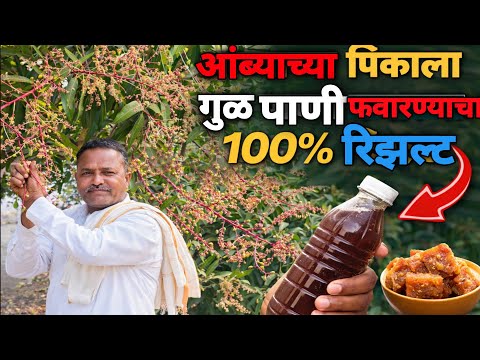आंब्याच्या झाडावर गूळ पाणी फवारणी केल्यावर काय होते ते पहा.