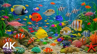 Ultimate Ocean Relaxation 4K – Colorful Fish and Stunning Coral Reefs