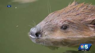Man recovers after beaver attack while swimming in Lake George