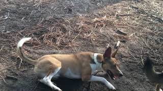 Shiba vs Basenji 3