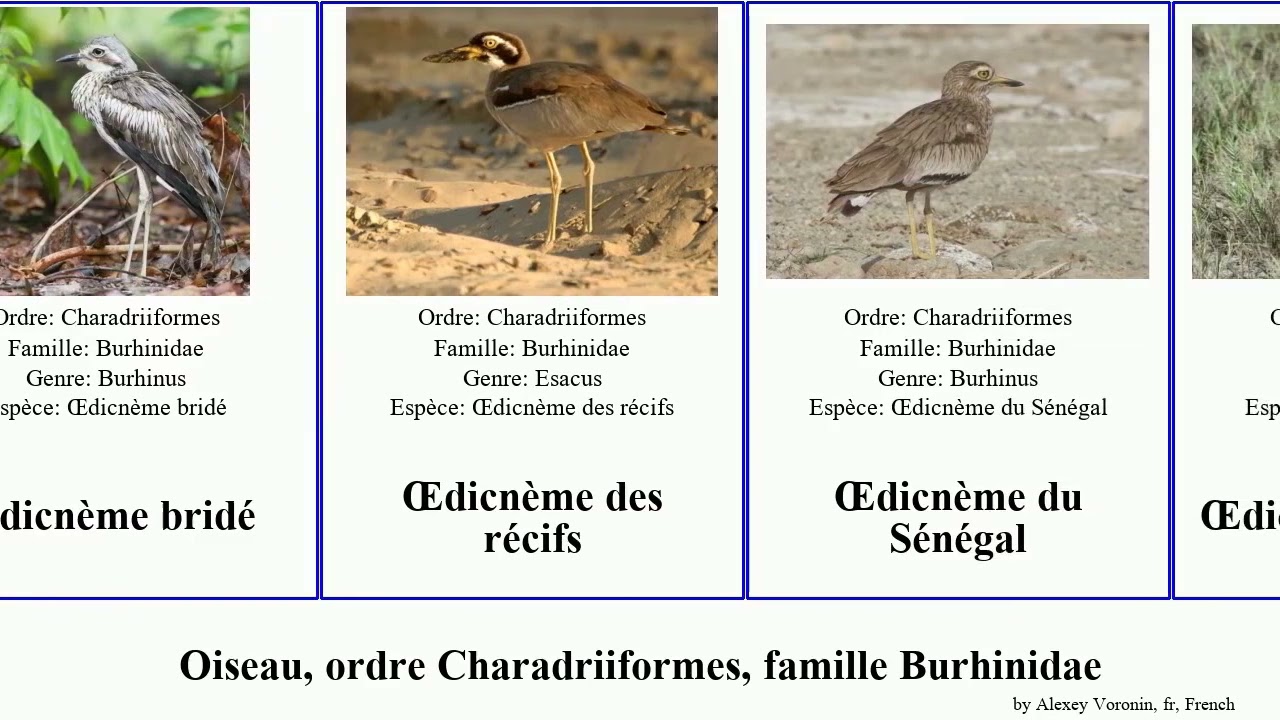 Oiseau, ordre Charadriiformes, famille Burhinidae œdicnème des bird indien Sénégal Light tachard