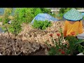 Full Video 5 Days Guide:Start Raising Free-Range Ducks in 5Days,Effective Tips for Home Duck Farming