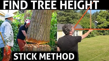 Find The Height Of Any Tree Using This Easy Method Used By Loggers