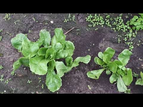 Video: Hoe Om Te Gaan Met Onkruid In De Tuin En Moestuin