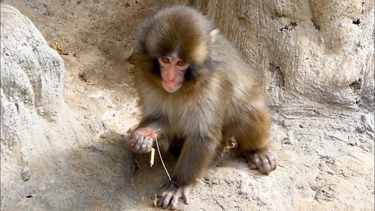 Massive Monkey Brawl… Punch Gets Caught in the Crossfire!