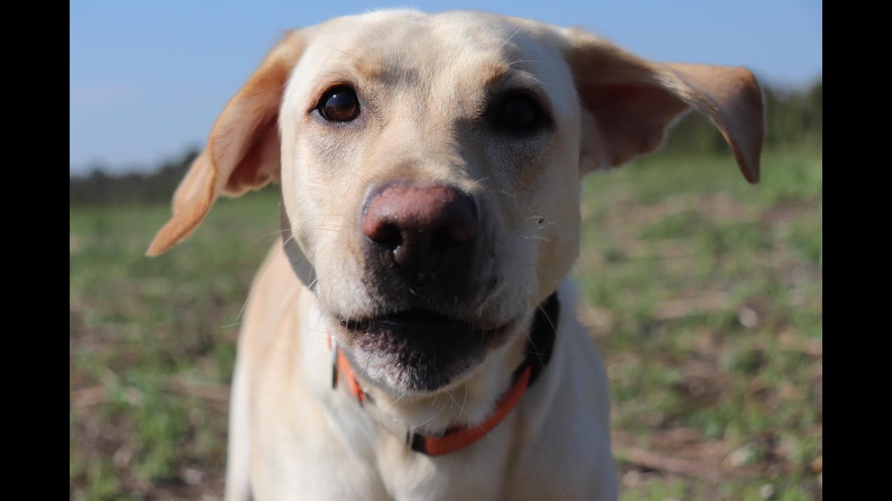 Lab Tracks Missouri whitetail buck - YouTube
