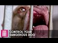 How To Control Your Dangerous Dog