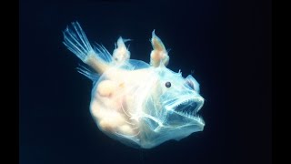 Amazing facts about Anglerfish
