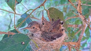 Feedings, Flappies, and Cuteness - Allen's Hummingbird Chicks Jasper and Willow, 18 & 19 Days Old.