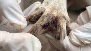 Million Take Care To Saved Dog | Get Rid Of Dog's Fleas And Ticks Video 106