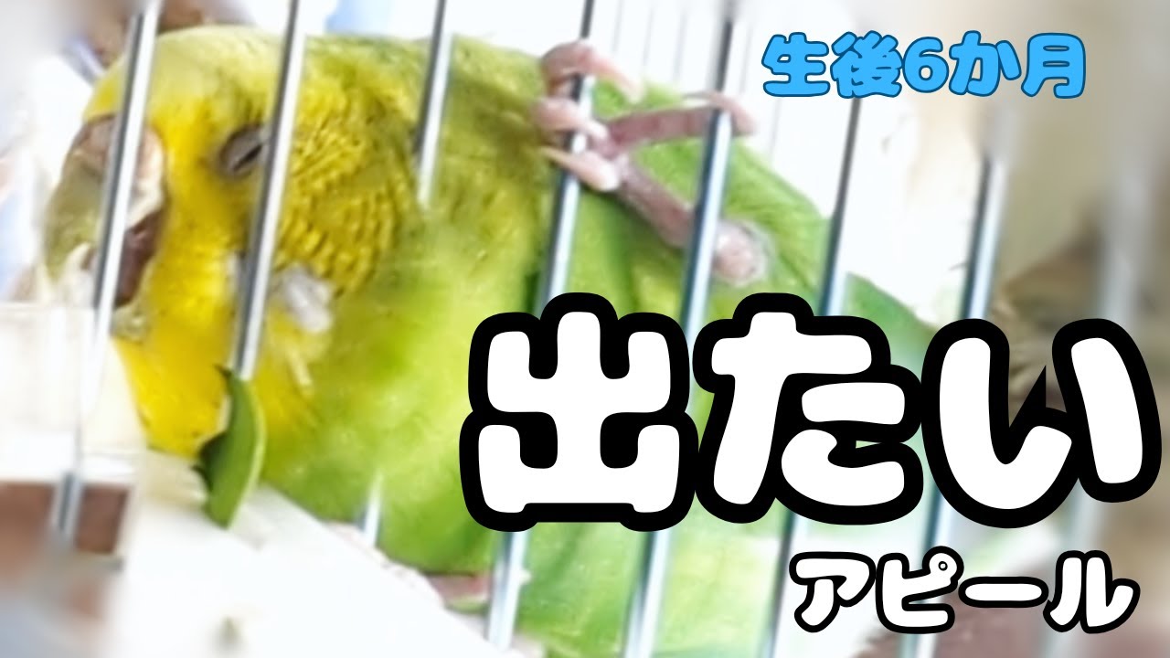 出せ出せ！インコの猛アピール(生後6カ月)【セキセイインコ メス