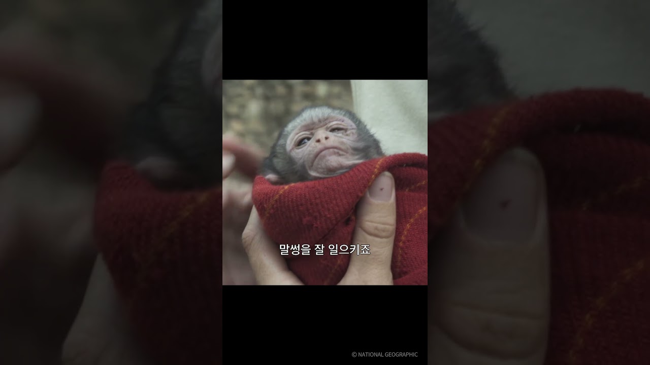 ⁣(냇지오) 수요일엔 귀여운 걸 보자 #shorts