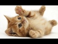 Various Cat sounds Guaranteed to Make Your Cat go Crazy! 2 Hours!