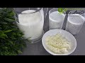 Elevage de kéfir de lait/ Milk kefir breeding/ تربية الفطر الهندي/ مشروب الكيفير راءع في وجبة السحور