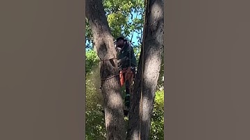 SEND IT #flat #treework #arborist #trees #removal #professional