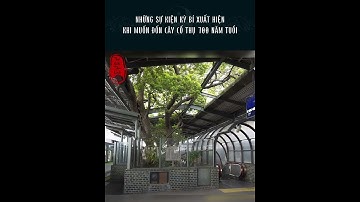 Những sự kiện kỳ bí xuất hiện khi muốn đốn cây cổ thụ 700 năm tuổi #shorts