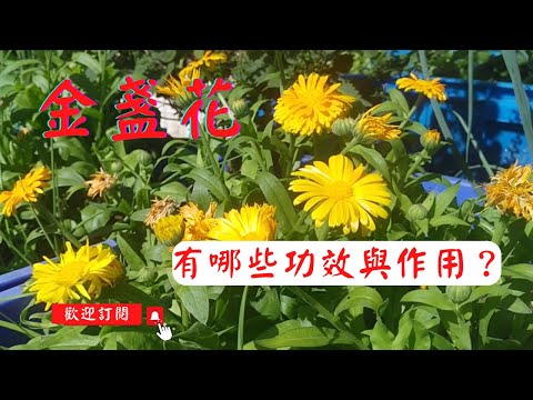 如何讓【金盞花】花開不斷？｜金盞花的功效與作用