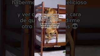 Necesito aire !!! 🥵🥵🤣 #humor videos graciosos #perros #risa #memes #perritos #shorts videos de risa