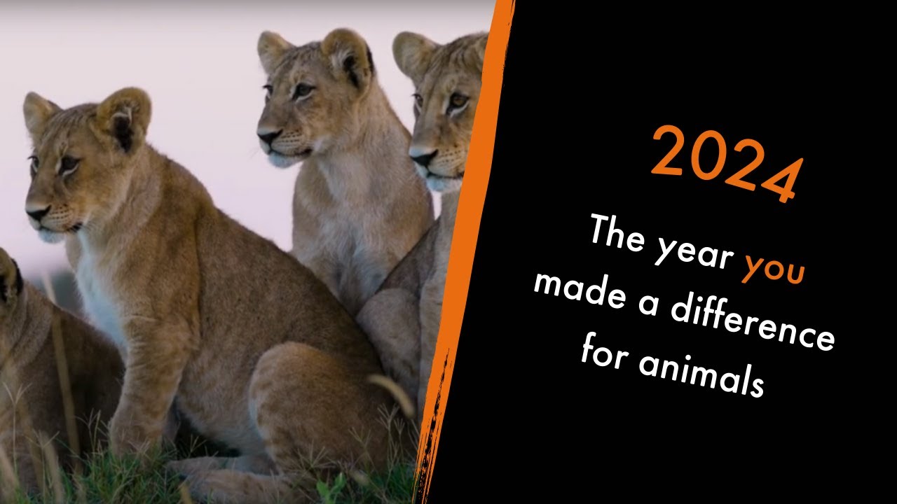 Look at what YOU made possible for animals in 2024! | World Animal Protection UK