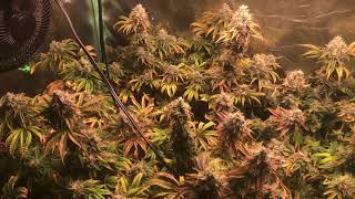 GGP/GorillaPebbles week 10 flush #bloomplus #magicbeabfactory