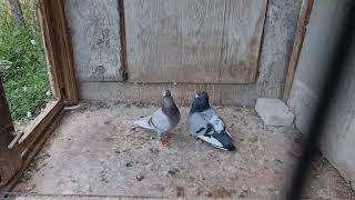 Parenje Ubova - Pigeons Mating