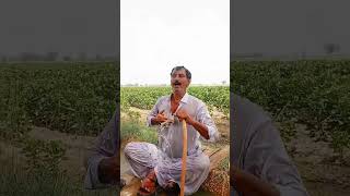 Wathi sheher jo shor mokhan #manzoorsakherani #sindhisongs #sindhimedia #sindhistatus