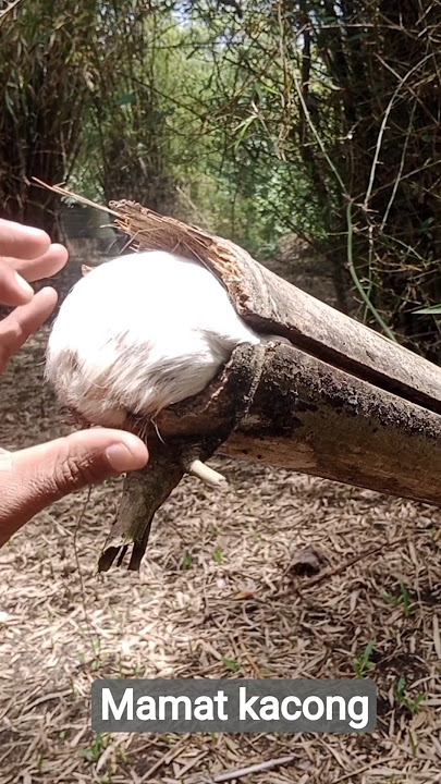 hewan nya sulit di tarik #shordvidio