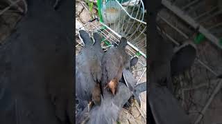 Jebak  Teruak Sambil Mancing