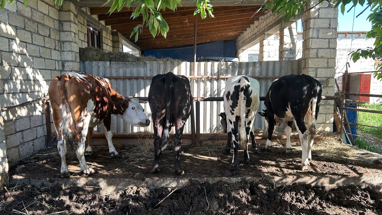 Я сделал небольшое пастбище для своих коров