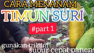 Download Lagu CARA TANAM TIMUN SURI GUNAKAN TRIK INI, SUBUR CEPAT PANEN(#part 1)#tanamtimunsuri#budidayatimun Download Lagu CARA TANAM TIMUN SURI GUNAKAN TRIK INI, SUBUR CEPAT PANEN(#part 1)#tanamtimunsuri#budidayatimun