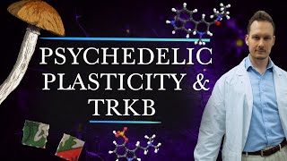 Psychedelics Promote Brain Plasticity by Binding to TrkB receptors