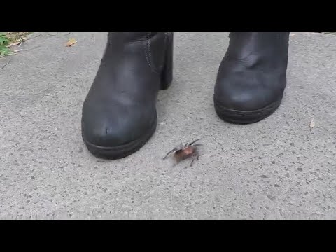 Girls Crush Bugs