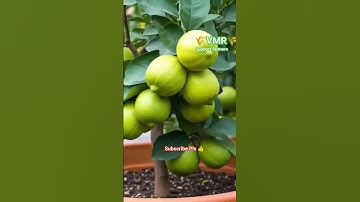 Grow Lemon Trees Faster with This Potato Hack! #vmr #vmrharvester