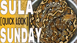 Retic Locality- Sulawesi Sunday!  [QUICK LOOK]