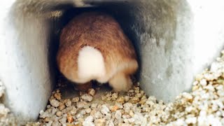 カメラに激突するオケツ　#962