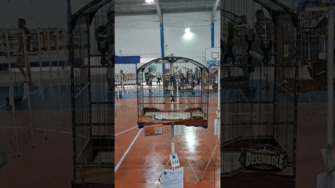 Coleiro desembole  na acapi 